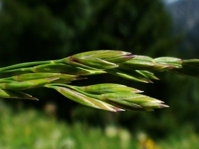 Poa hybrida, photographed by Christian Berg