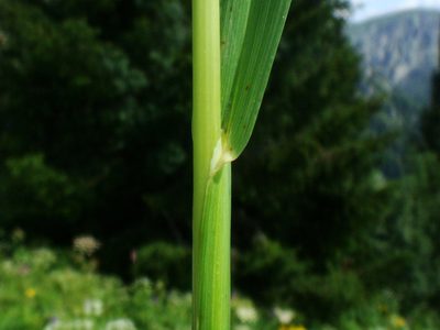 Poa hybrida, photographed by Christian Berg