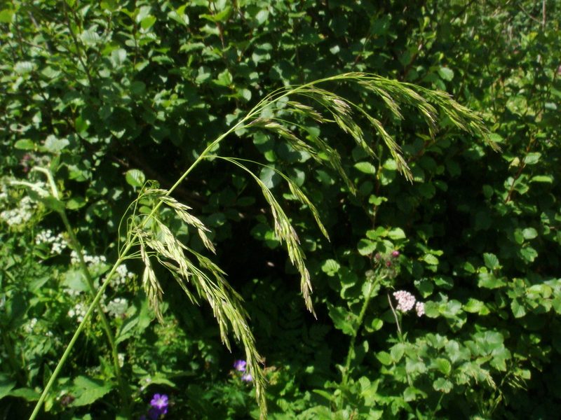 Poa hybrida, photographed by Christian Berg
