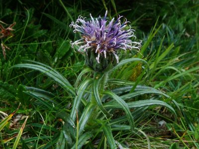 Saussurea pygmaea, photographed by Christian Berg
