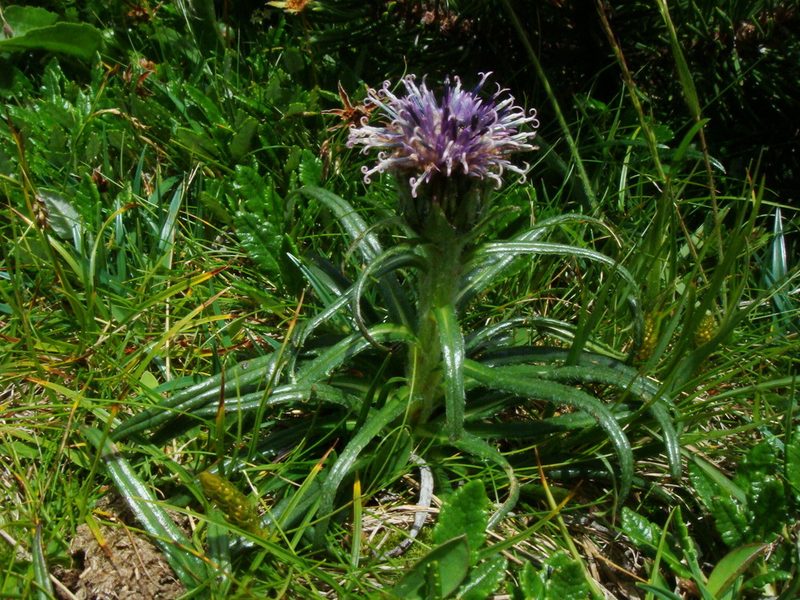 Saussurea pygmaea, photographed by Christian Berg