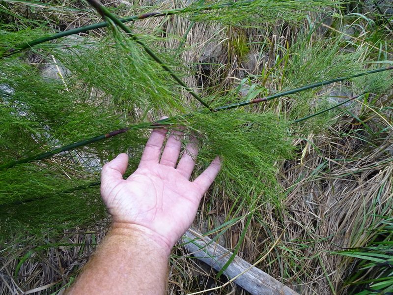 Rhodocoma gigantea, photographed by Shaun Swanepoel