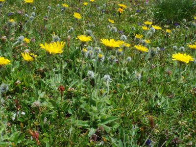 Hieracium villosum, photographed by Christian Berg