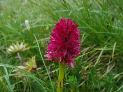 Gymnadenia miniata, photographed by Christian Berg