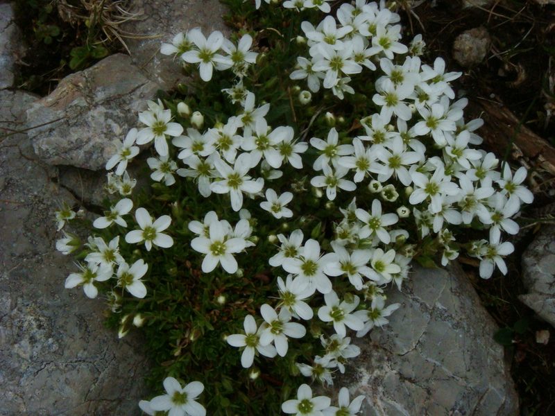 Arenaria ciliata, photographed by Christian Berg