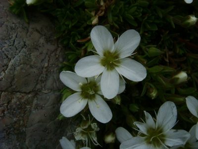 Arenaria ciliata, photographed by Christian Berg