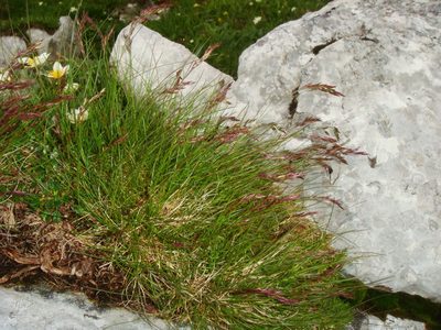 Festuca quadriflora, photographed by Christian Berg