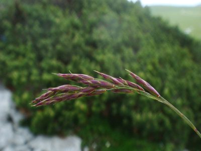 Festuca quadriflora, photographed by Christian Berg