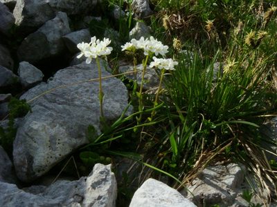 Noccaea alpestris, photographed by Christian Berg