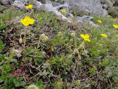 Helianthemum oelandicum, photographed by Christian Berg
