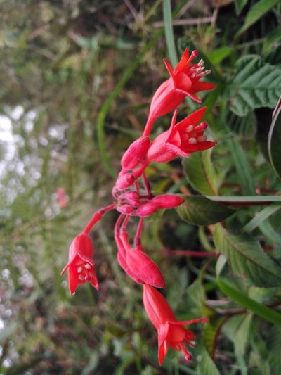 Fuchsia pringsheimii, photographed by Esteban Pelaez