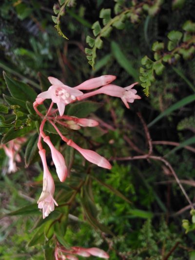 Fuchsia pringsheimii, photographed by Esteban Pelaez