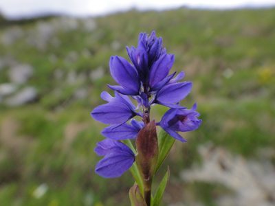 Polygala amara, photographed by Christian Berg