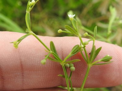 Galium obtusum, photographed by Sam Kieschnick