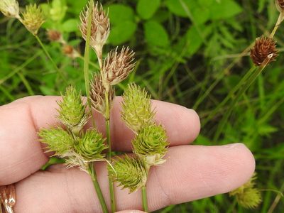 Carex tetrastachya, photographed by Sam Kieschnick