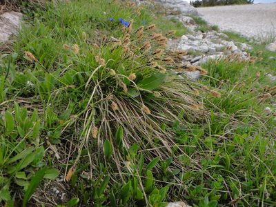 Carex sempervirens, photographed by Christian Berg