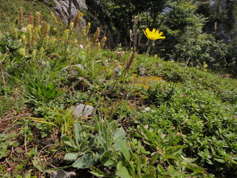 Hieracium arolae, photographed by Christian Berg