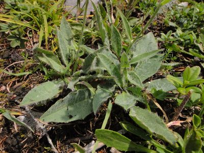 Hieracium arolae, photographed by Christian Berg