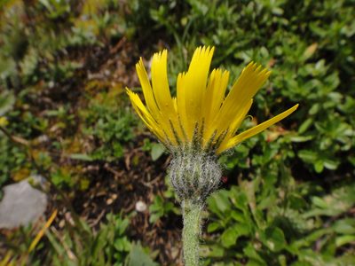Hieracium arolae, photographed by Christian Berg