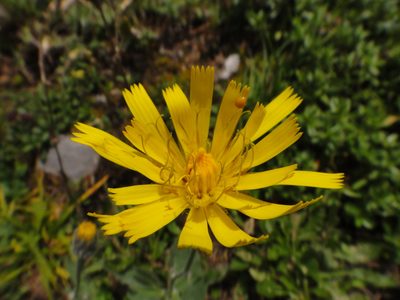 Hieracium arolae, photographed by Christian Berg