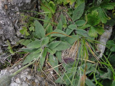 Hieracium arolae, photographed by Christian Berg