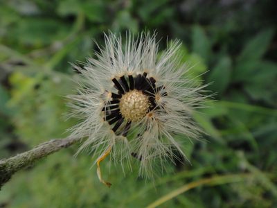 Hieracium arolae, photographed by Christian Berg