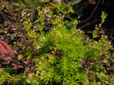 Galium noricum, photographed by Christian Berg