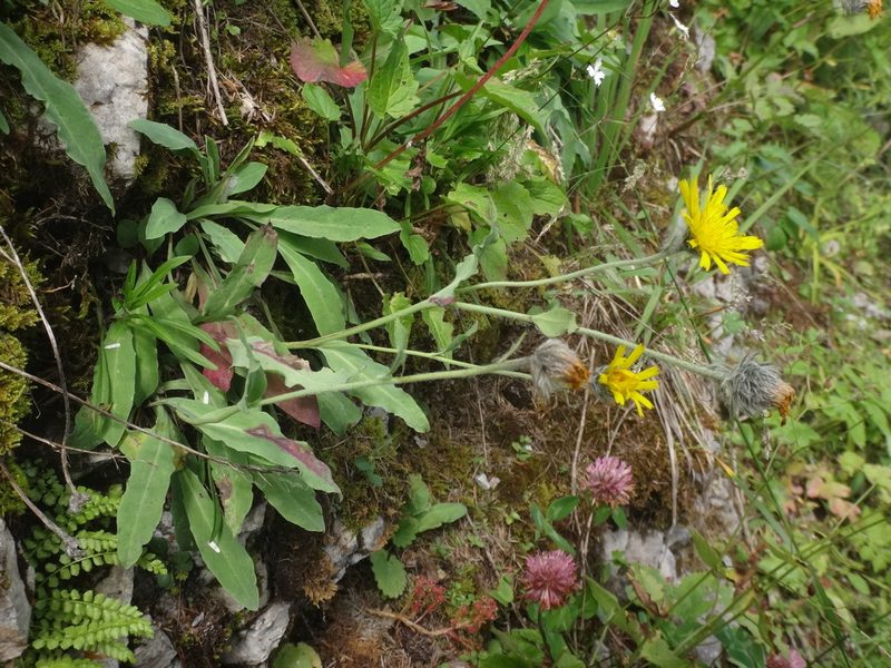 Hieracium glabratum, photographed by Christian Berg