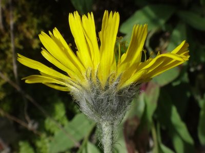 Hieracium glabratum, photographed by Christian Berg