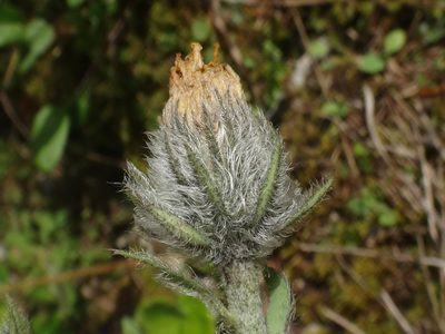 Hieracium glabratum, photographed by Christian Berg