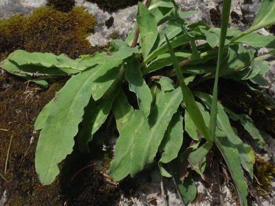 Hieracium glabratum, photographed by Christian Berg