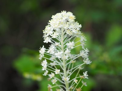 Xerophyllum asphodeloides, photographed by Clay Gibbons