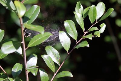Ilex coriacea, photographed by Lauren McLaurin