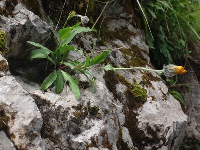 Hieracium glabratum, photographed by Christian Berg