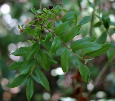 Gaylussacia mosieri, photographed by Lauren McLaurin