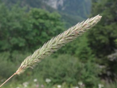 Phleum hirsutum, photographed by Christian Berg