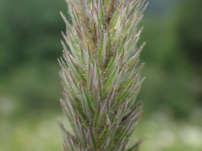 Phleum hirsutum, photographed by Christian Berg