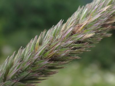 Phleum hirsutum, photographed by Christian Berg