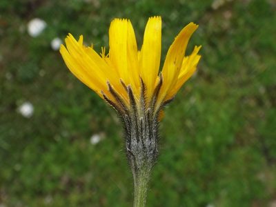Scorzoneroides montaniformis, photographed by Christian Berg