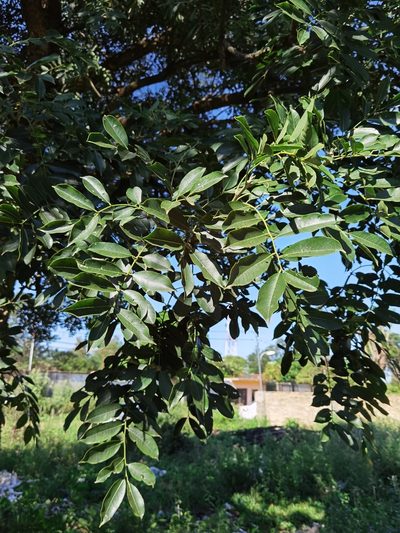Zanthoxylum petiolare, photographed by Luis Recalde