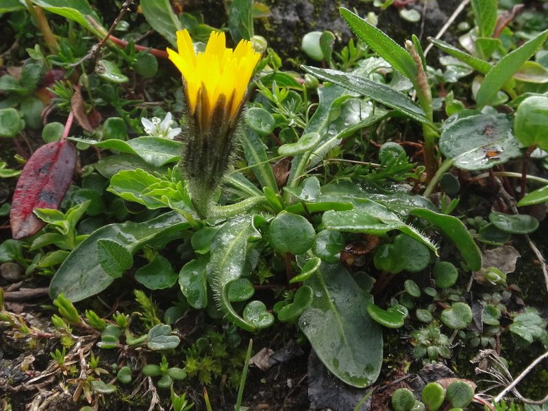 Scorzoneroides montaniformis, photographed by Christian Berg