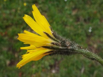 Scorzoneroides montaniformis, photographed by Christian Berg