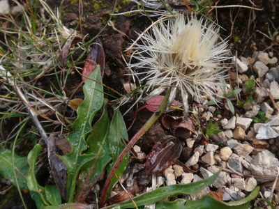 Scorzoneroides montaniformis, photographed by Christian Berg