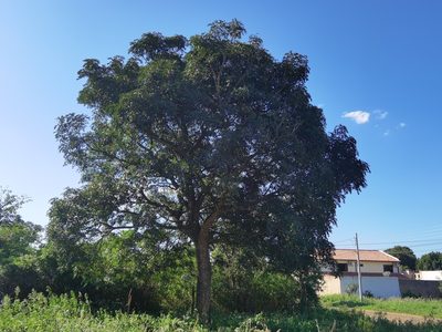Zanthoxylum petiolare, photographed by Luis Recalde