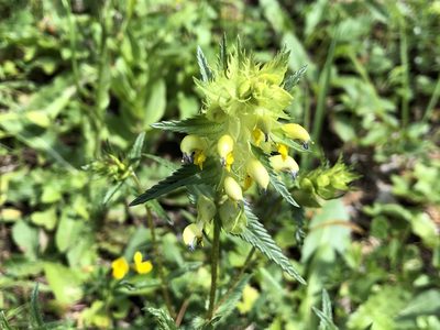Rhinanthus glacialis, photographed by Jason Grant