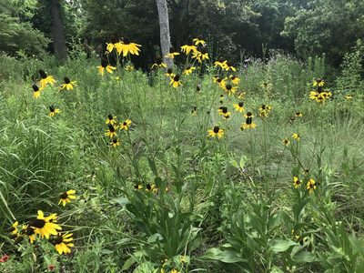 Rudbeckia texana, photographed by Rich Sommer