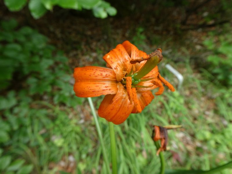 Lilium carniolicum, photographed by Philipp Pavelka