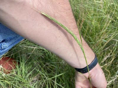 Elymus violaceus, photographed by Owen McElroy