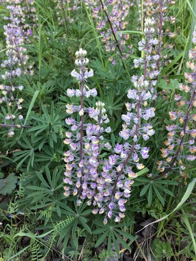 Lupinus oreganus, photographed by B. Phalan