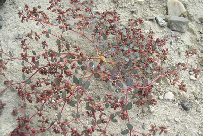 Euphorbia parishii, photographed by Kristof Zyskowski
